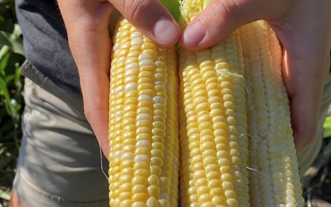 Midwesterners’ favorite time of year—Sweet corn season!