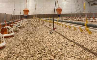 High-tech Chicken Barns? You Bet!
