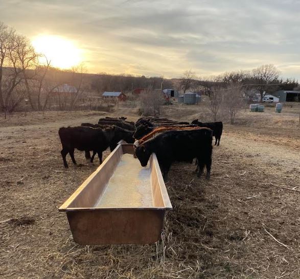 From Pantry to Pasture: A Rancher’s Guide to Cattle “Meal Planning” and Feeding Methods