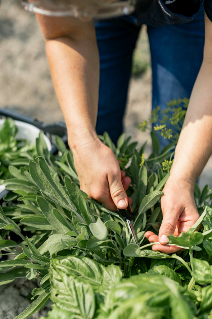 Woman examining plant in garden
